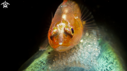 A Commensal Bryaninops gobies | Sea Whip Gobies