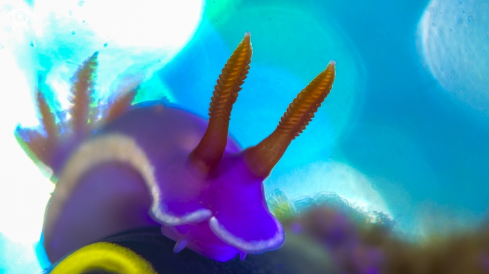 A Chromodoris sp | Chromodoris Nudibranch