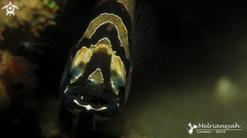 A Pterapogon kauderni | Banggai Cardinal Fish