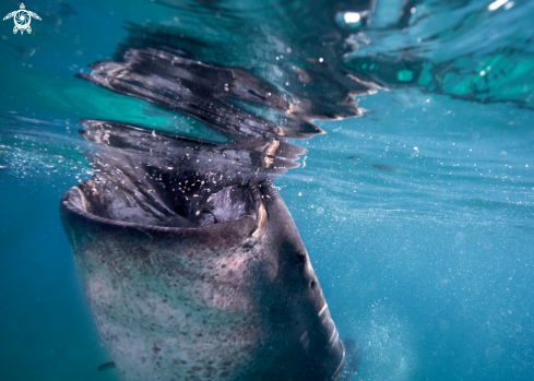 A Whaleshark