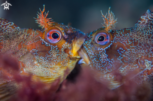 A Tompot Blenny