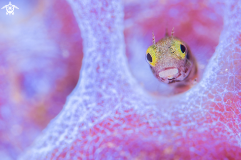 A Spinyhead Blenny