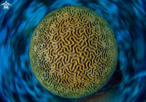 A Brain Coral