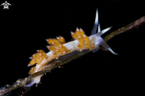 A Flabelina naranja