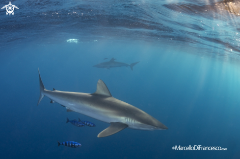 A Silky Shark