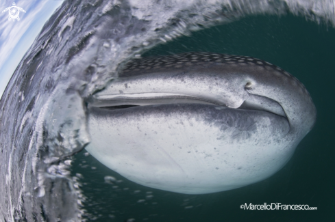 A Whale Shark