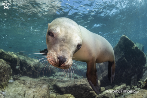 A Sea Lion