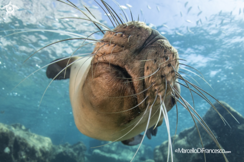 A Sea Lion