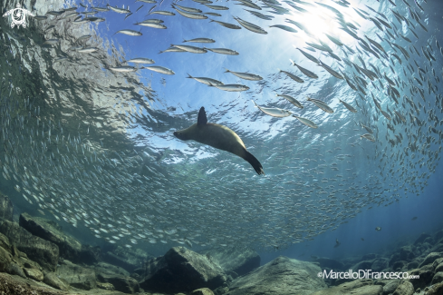 A Sea Lion