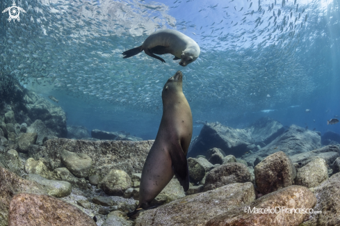 A Sea Lion