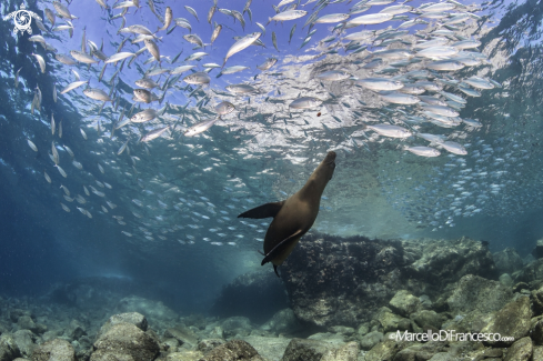 A sea lion and sardines