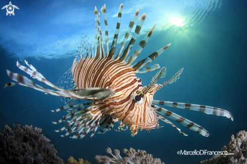 A Lionfish 