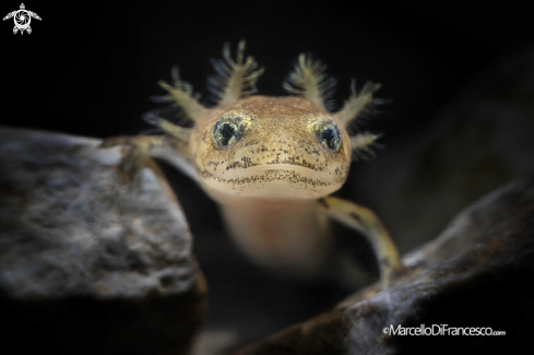 A Salamandra Salamandra