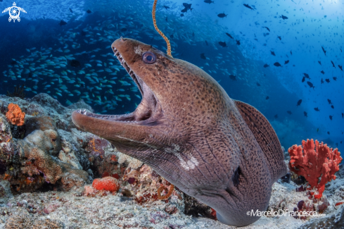 A Moray