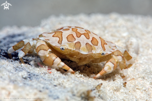 A Lissocarcinus orbicularis | Porzellan crab