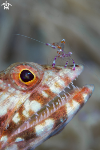 A Lizardfish