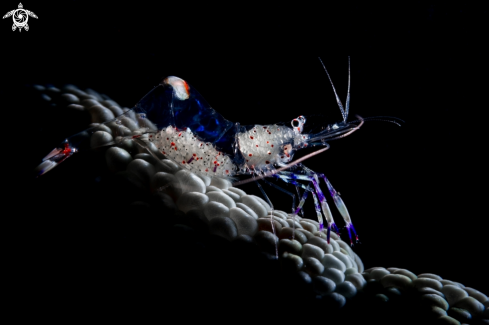 A Ancyclomenes luteomaculatus | Yellow-Spotted Anemone Shrimp