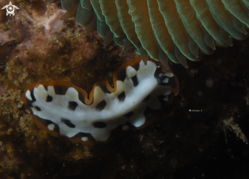 A Pseudoceros cf zebra | Zebra flatworm ?