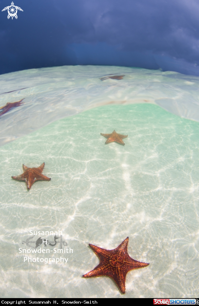 A Starfish - Cushion Star