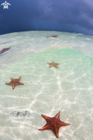 A Oreaster reticulatus | Starfish - Cushion Star