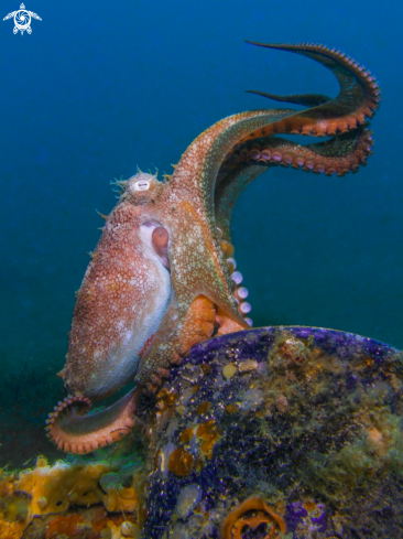 A Octopus