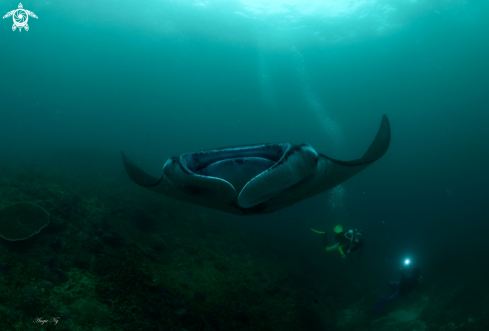 A MANTA