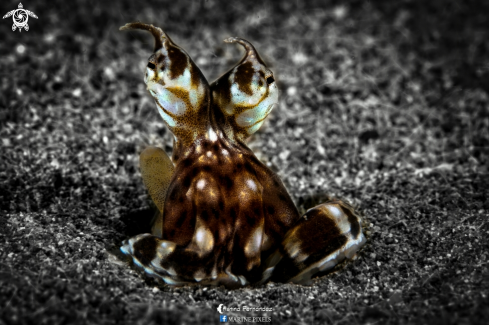 A Thaumoctopus mimicus  |  Mimic octopus