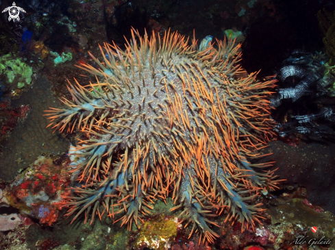A Crown of Thorns Starfish