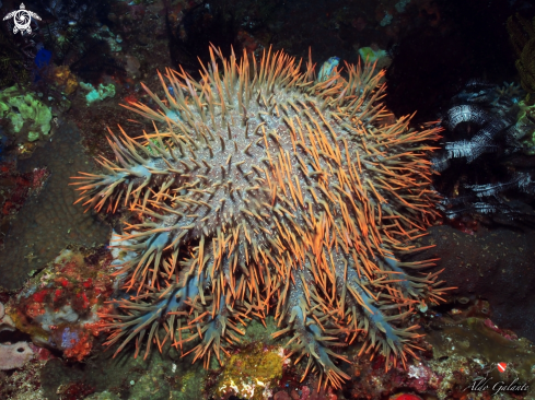 A Acanthaster Planci - (Linnaeus, 1758) | Crown of Thorns Starfish