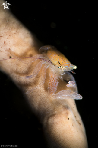 A Porcelain crab