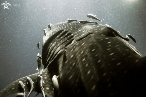 A Whale Shark