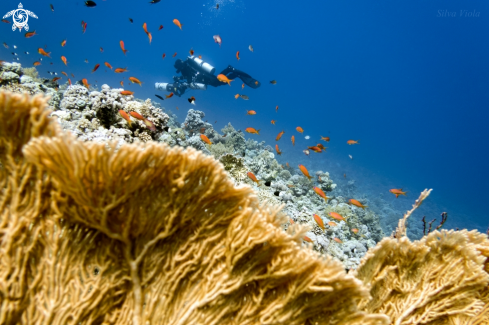 A Giant Sea Fan in the foreground