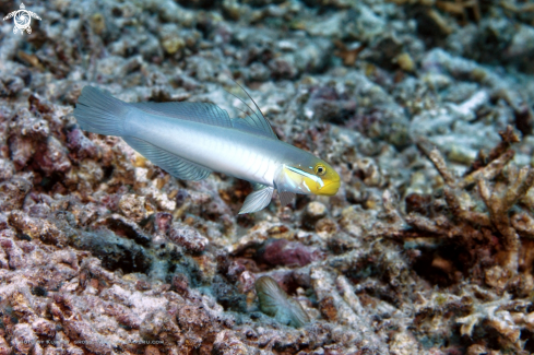 A Valenciennea strata | Golden-head sleeper-goby