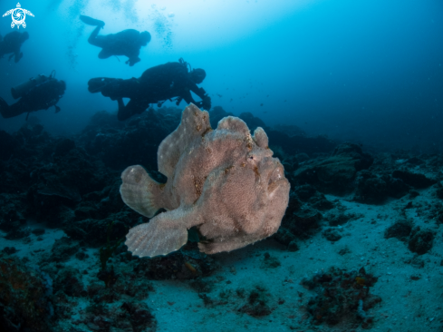 A Giant frogfish