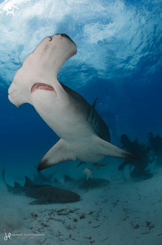 A Great Hammerhead Shark