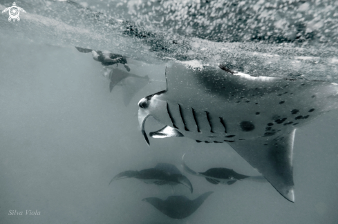 A Reef Manta Ray