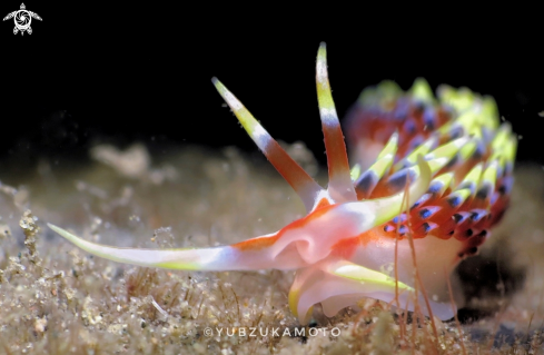 A Caloria indica | Coloria