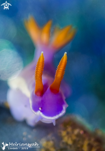 A Chromodoris Nudibranch