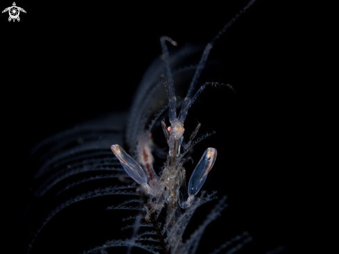 A Skeleton shrimp