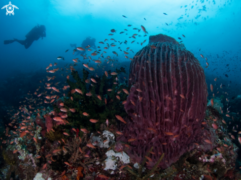 A Barrel sponge with divers