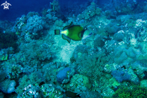 A TRIGGERFISH