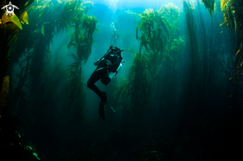 A Anacapa kelp forest