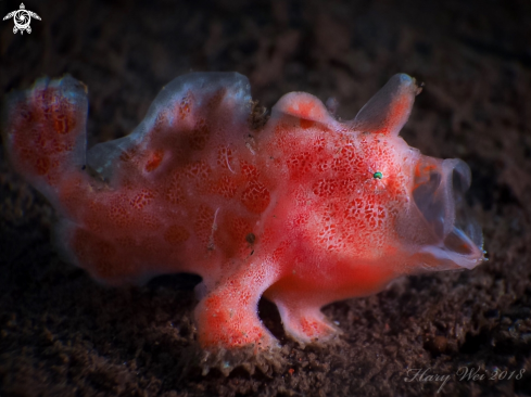 A Antennarius sp. | Frogfish