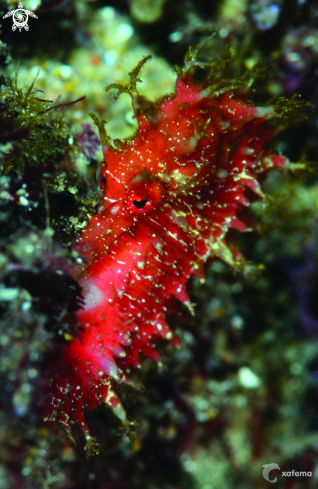 A Caballito de mar - Sea horse