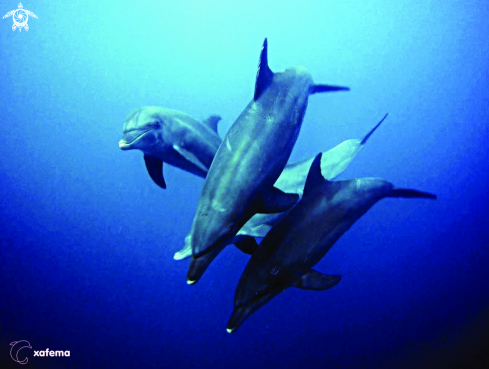 A Dolphins (Tursiops truncatus)
