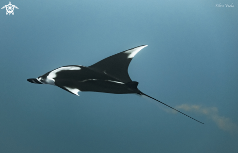 A Giant Oceanic Manta 