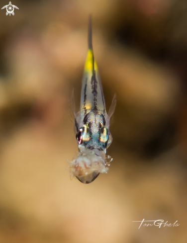 A Goby