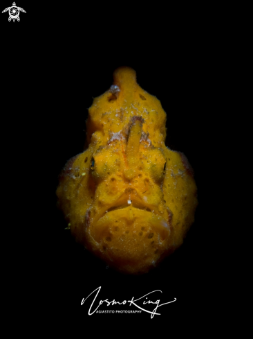 A Painted Frogfish