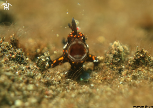 A Baby frogfish