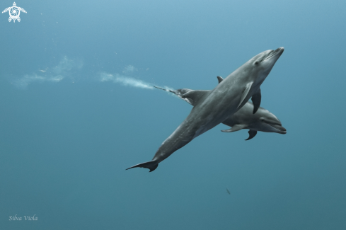 A Bottlenose Dolphin 